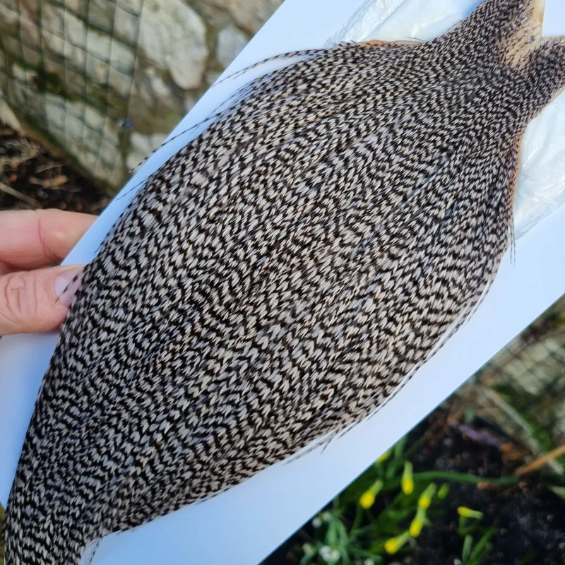 Whiting High and Dry Rooster Cape in Grizzly Dyed Medium Dun-1